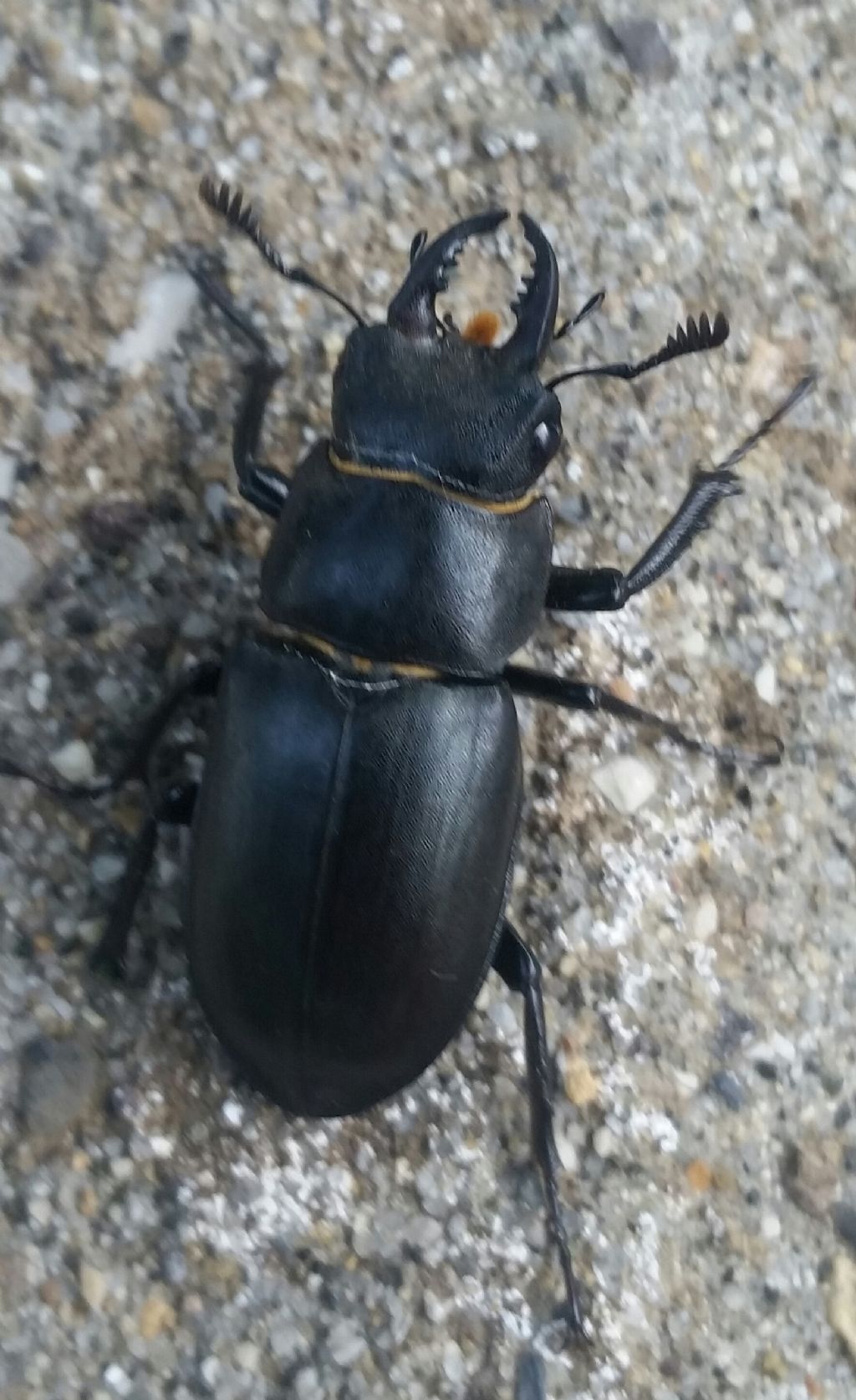 Che tipo di scarabeo ?  Lucanus tetraodon, maschio